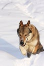 Wolfdog on the snow Royalty Free Stock Photo