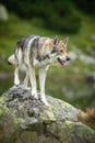 Wolfdog standing on rock