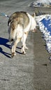 Wolfdog walking away Royalty Free Stock Photo