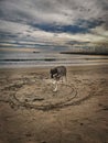 Wolfdog walking on a beach at sunset Royalty Free Stock Photo