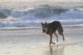 Wolfdog walking on the shore Royalty Free Stock Photo