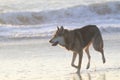 Wolfdog walking on the shore Royalty Free Stock Photo