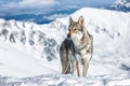 Wolfdog in winter