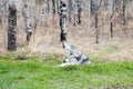 Wolfdog in the woods Royalty Free Stock Photo