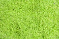 Wolffia globosa or Fresh water Alga, Water Meal, Swamp Algae,green