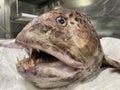 Wolffish