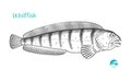 Wolffish hand-drawn illustration Royalty Free Stock Photo