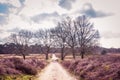 Wolfhezer heath nature momument area in Gelderland, Netherlands