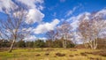 Wolfhezer heath nature momument area in Gelderland, Netherlands