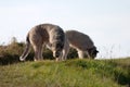 Wolfhounds