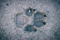 Wolfish or canine track in wet mud. Close-up of animal footprint on sand