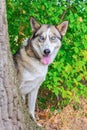 Wolfish husky dog behind tree trunk Royalty Free Stock Photo