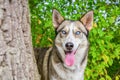 Wolfish husky dog in green nature