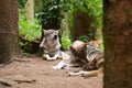 Wolfpack (Canis lupus) resting in the forest