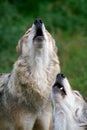 Wolfs howl