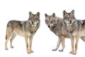 Wolfs isolated on white background