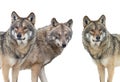 Wolfs isolated on white background