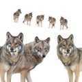 Wolfs isolated on white background
