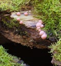 Wolfs milk fungus growing on log