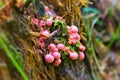 Wolfs milk or Lycogala epidendrum in forest