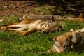 Wolfs in Wildpark Neuhaus Royalty Free Stock Photo