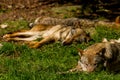 Wolfs in Wildpark Neuhaus