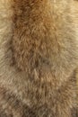 Wolfskin texture. Natural wolf fur.