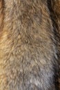 Wolfskin texture. Natural wolf fur.