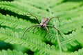 Wolfspider on a green fern leaf. Poison insects macro shot Royalty Free Stock Photo