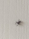 Wolfspider scurry Royalty Free Stock Photo