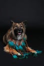 Wolfsspitz dog with feather necklace Royalty Free Stock Photo