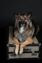 One Wolfsspitz dog lying on black background on suitcase Royalty Free Stock Photo