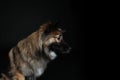 Wolfsspitz dog looks sideways in profil on black background Royalty Free Stock Photo