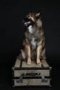 One Wolfsspitz dog sitting on suitcase Royalty Free Stock Photo