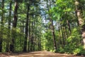 Woljeongsa fir tree forest trail Royalty Free Stock Photo