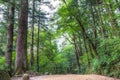 Woljeongsa fir tree forest trail Royalty Free Stock Photo