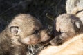 Wolf pups playing together Royalty Free Stock Photo