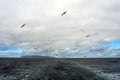 Wolk van zeevogels bij Gough; Clouds of seabirds with Gough island in the background