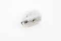 Wollastonite mineral isolated over white