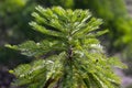 Wollemi Pine Royalty Free Stock Photo