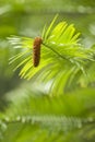 Wollemi pine tree