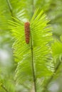 Wollemi pine tree