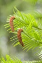 Wollemi pine tree