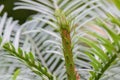 Living fossil Wollemi pine Wollemia nobilis, close-up of growing tip