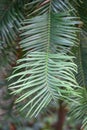 Wollemi pine, Wollemia nobilis, close-up of fern-like leave