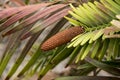 Wollemia nobilis or wollemi pine