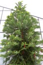 Australian Wollemi Pine tree from New South Wales