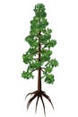 Wollemia nobilis Tree