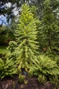 Wollemia Pine Tree