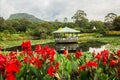 Japanese Garden in Wollongong Botanic Gardens, Wollongong, New South Wales, Australia Royalty Free Stock Photo